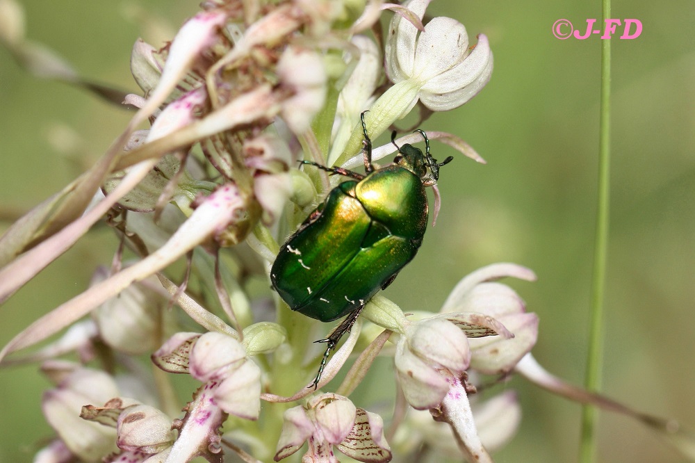 cetoniidae: Cetonia? S, C. aurata pisana